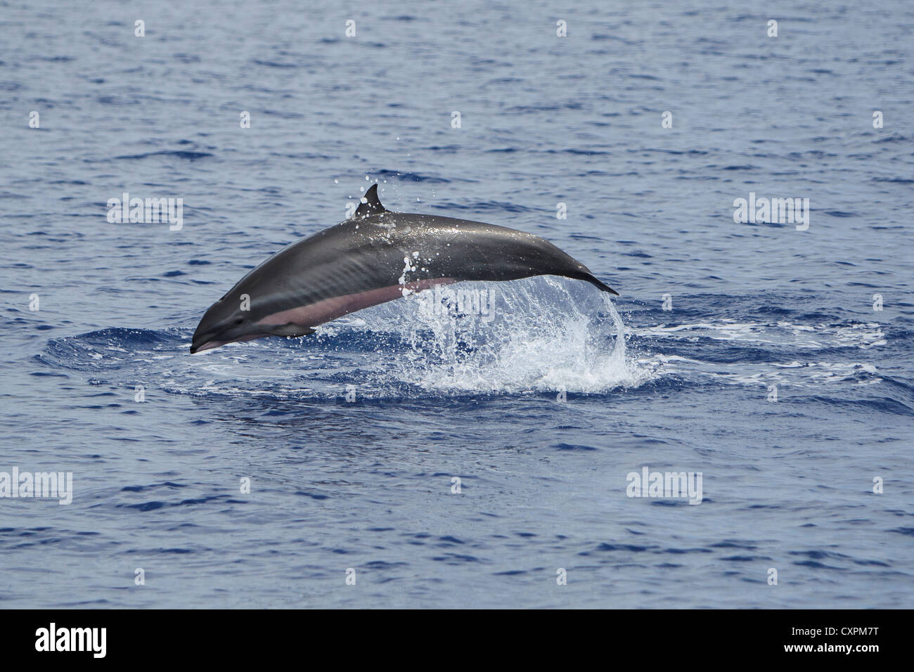 Lagenodelphis hosei, Fraser`s Dolphin, Sarawak Dolphin, Borneo-Delfin ...